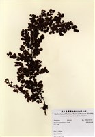 藏品(重緣葉馬尾藻)的圖片